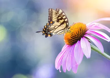 Çiçek Fotoğrafı Çekmenin Püf Noktaları