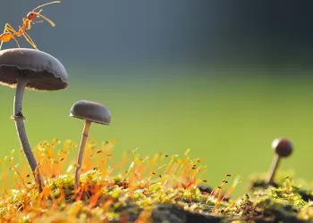 Cross – Polarization Flaş Tekniği Nedir? Ne İşe Yarar? Nasıl Kullanılır?