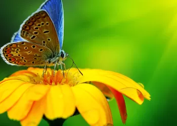 Focus Stacking Nedir? Ne İçin Kullanılır?