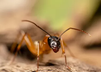 Fotoğrafta Odaklama Teknikleri