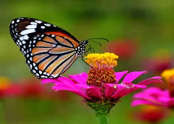 Doğal Ortamda Makro Fotoğraf Çekimi