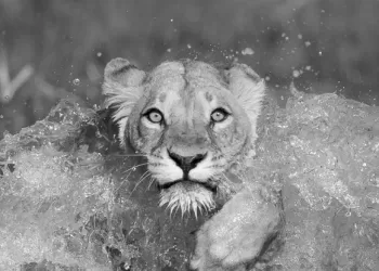 National Geographic Seyahat Fotoğrafları Yarışmasının Kazananları