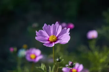 Çiçek Fotoğrafı Çekimi Workshop