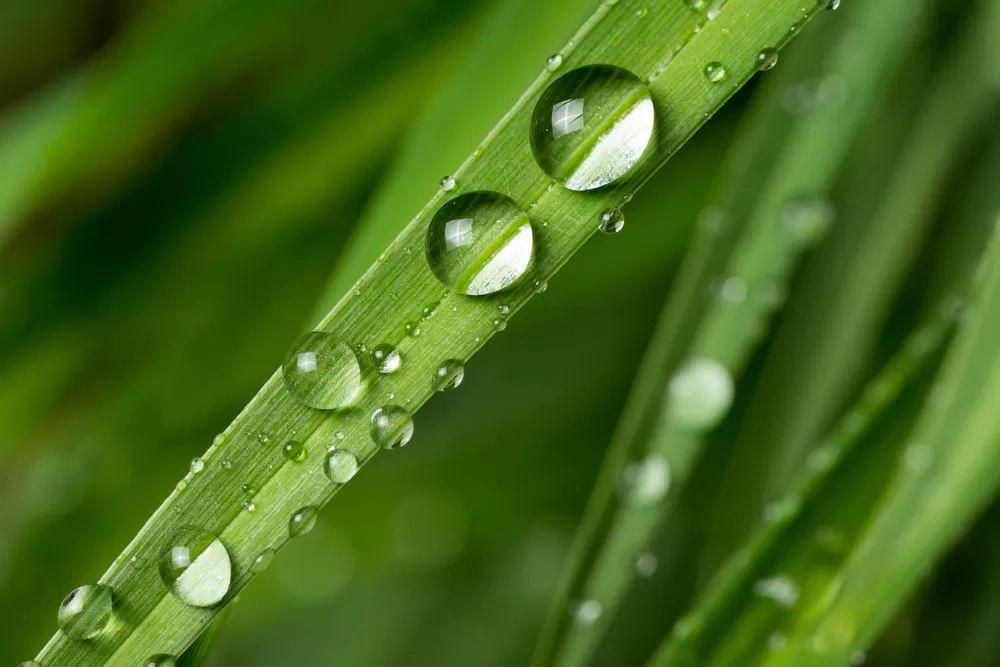 Damla Fotografi Cekimi