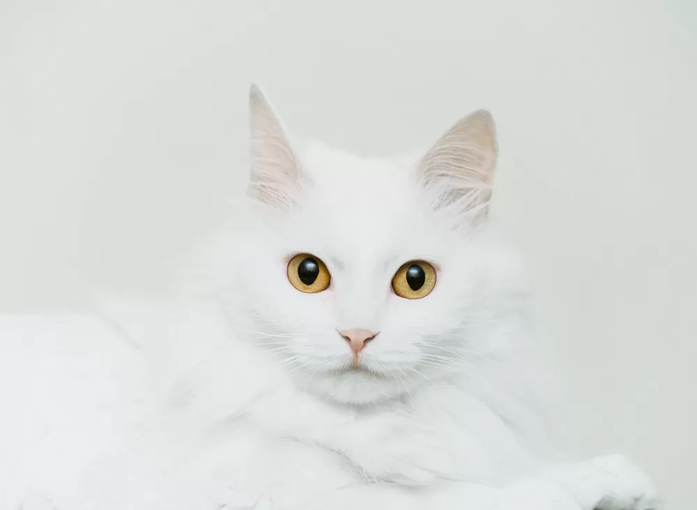 High Key Cekim Teknigi Atolyesi