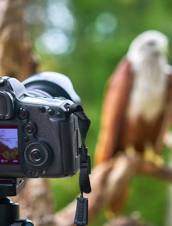 Kus Fotografciligi Egitimi