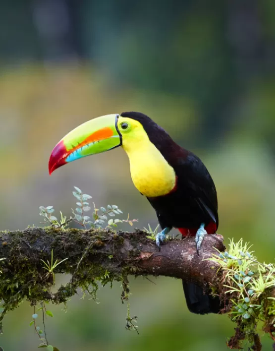 Kus Fotografciligi Kursu