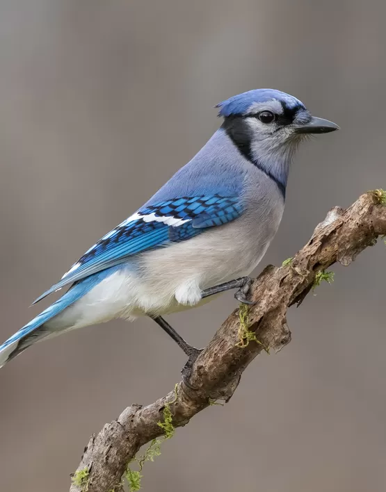 Kus Fotografi Cekimi