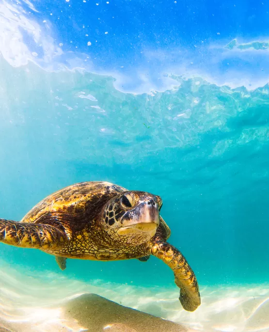 Sualti Fotografciligi Kursu