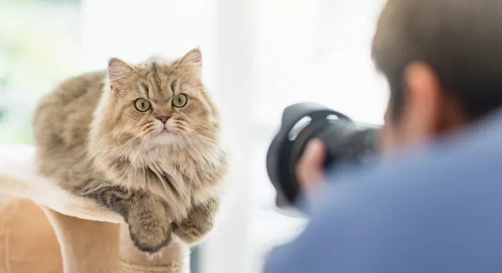 Kedi Fotoğrafçılığı Nedir?