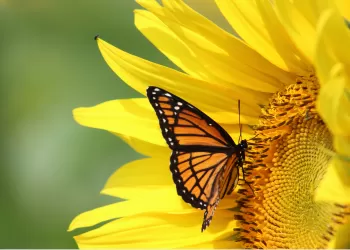 Sağa Dayalı Pozlama Tekniği